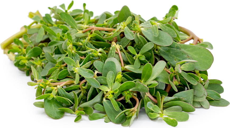 Beneficios para la salud de la verdolaga|saludverdes.com